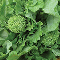 Burpee Raab Spring Broccoli Seeds 400 seeds by Burpee