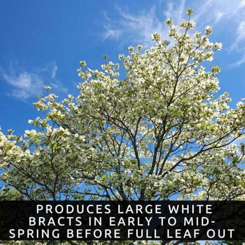 White Flowering Dogwood Trees Live – Cornus Florida – Ornamental Flowering Trees – Spring Blooms & Landscape Trees – Bare Root for Outdoor Planting (3 Trees) - Image 4