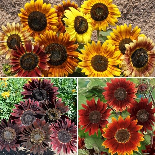 Ferry-Morse Red Shades Bulk Sunflower Seed Mix, 15,000+, 1 lb - Image 2