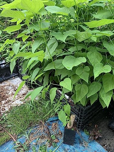Catalpa speciosa, 2-3 Year Old Stubby Bonsai,Northern Catalpa, Cigar Tree - Image 6