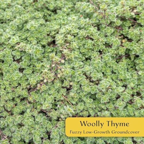 12 Woolly Thyme – Low-Growing Fragrant Fuzzy Evergreen Groundcover for Rock Gardens, Containers & Pathways (Thymus pseudolanuginosus) in 2.5″ Cubes, Live Plants - Image 2
