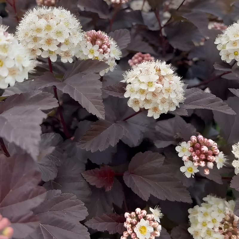 Live Ninebark Shrub Plant, 12-18" Tall in 2.5" Pot, Easy to Grow, Resilient Flowering Foliage for Garden Rows and Landscapes - Image 6