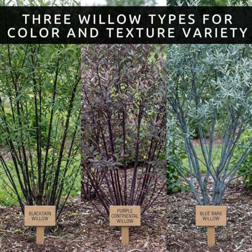 Colorful Willow Bush Cuttings Kit | 15 Live Cutting's for Planting | 5 Blackskin, 5 Purple Continental & 5 Blue Bark Willow Cuttings | Fast Growing Ornamental Shrubs for Landscaping & Privacy - Image 4