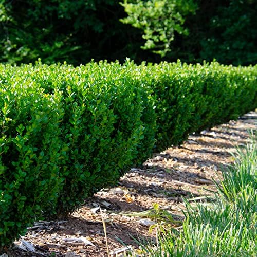 NewGen Freedom Boxwood, Live Evergreen Shrub, 3 Gallon - Image 4