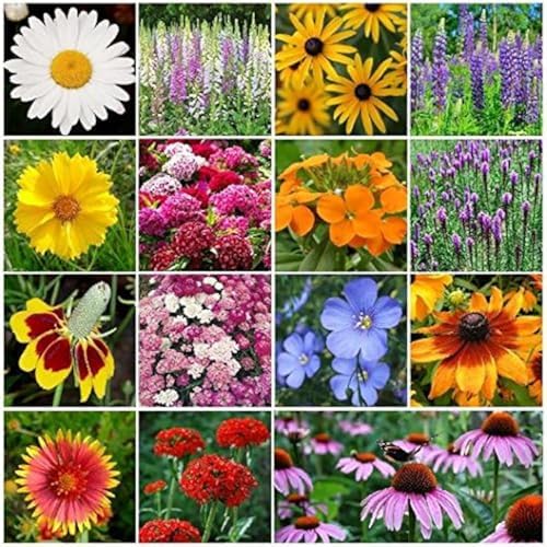 Dirt Goddess Super Seeds~ All Perennial Wildflower Seed Mix (1 LB) 375,000 Seeds by DirtGoddessSuperSeeds
