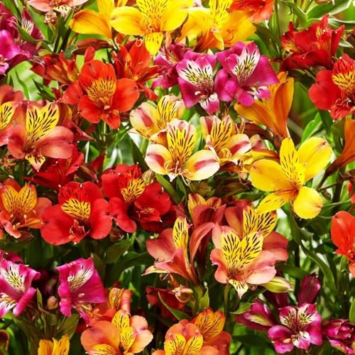 Mixed Color Alstroemeria Seeds 30 PCS Perennial Peruvian Lily Flower Seeds for Outdoor Garden Planting by BuggyBeds