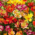 Mixed Color Alstroemeria Seeds 30 PCS Perennial Peruvian Lily Flower Seeds for Outdoor Garden Planting by BuggyBeds