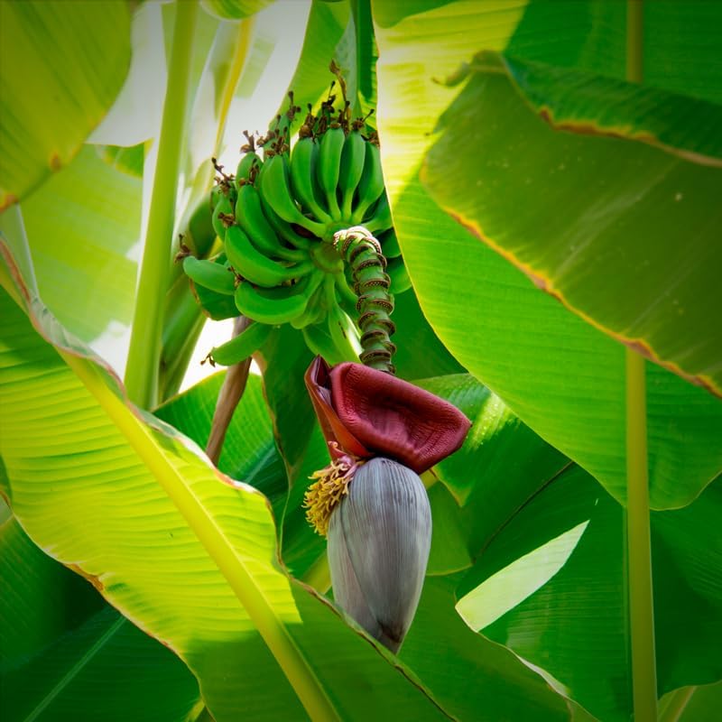Banana Trees Grand Nain (4 Pack) | Easy to Grow Banana Plants | Edible Fruit Live Plant for Sustainable Living | Grow Your own Food on Your Edible Organic Garden| Live for Planting| - Image 5