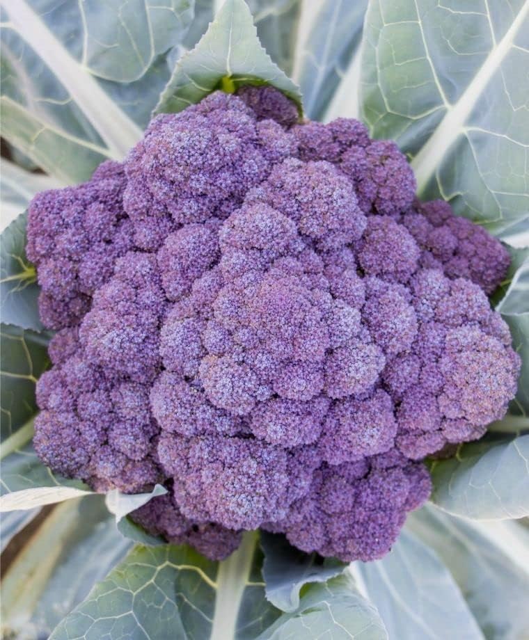 300 Purple Broccoli Seeds for Planting Heirloom Non GMO 1 gram Garden Vegetable Bulk Survival Allium cepa - Image 2