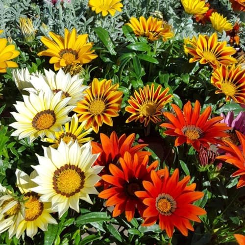100+ Gazania Seeds Ground Cover for Planting Outdoor-Gazania Splendens Seeds Heat & Drought Tolerant Garden Flower - Image 6