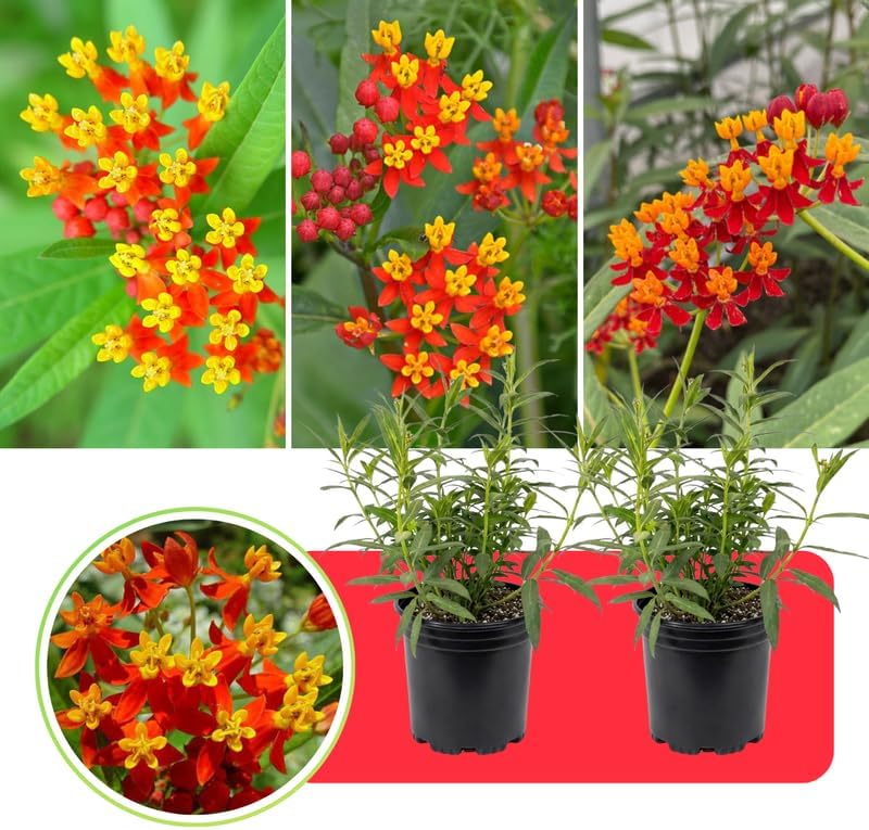 2 Red Milkweed Plants Live for Spring Planting, Butterfly Mikweed 4-8" in Tall, Asclepias Tuberosa Plants Bush for Perennial Flowers Outdoor Growing - Image 7
