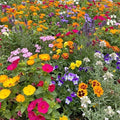 Ferry-Morse Fragrant Bulk Wildflower Seeds, 370,000+, 1 lb by FerryMorse
