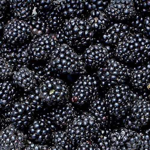 Perfect Plants Big Daddy BlackBerry, 1 Gallon, Thornless Bush - Image 5
