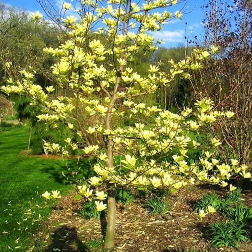 Yellow Magnolia Tree Plant Live, 6-12 Inch Tall, 2.5 Inch Pot - Image 2