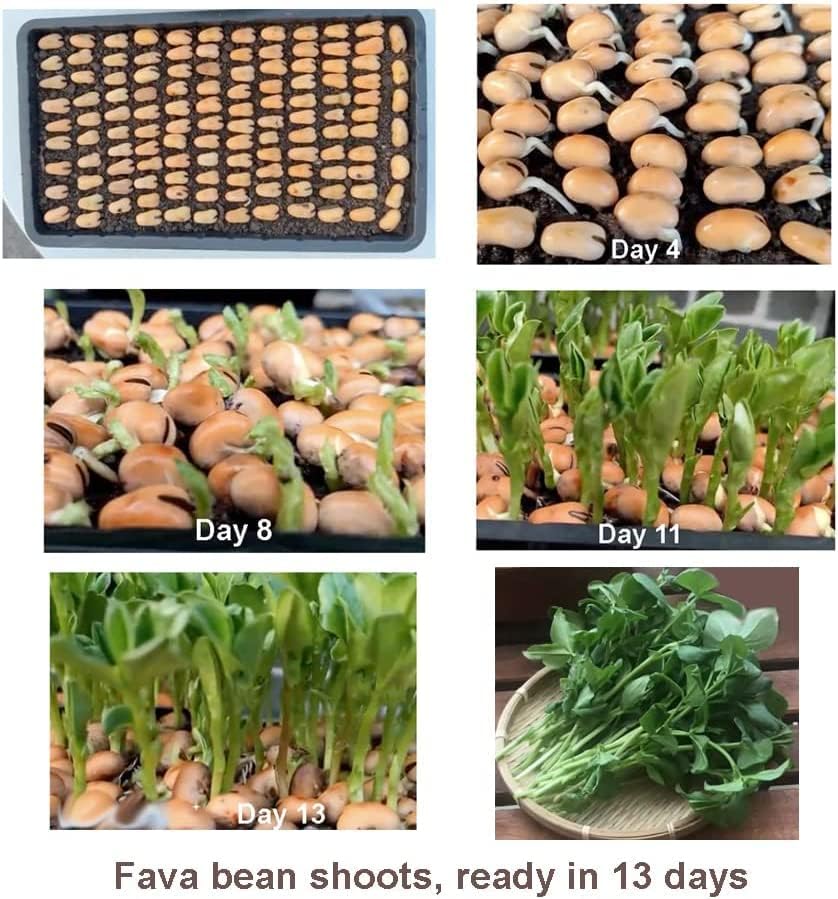 Bean Seeds for Planting Vegetables and Fruits. Pole Beans,Bush Beans,Romano Beans.Non GMO Garden Seeds for Home Vegetable Garden-40g(22ct+) Chinese Broard Bean Fava Bean Seed, Veggie Cover Crop 蚕豆 - Image 2
