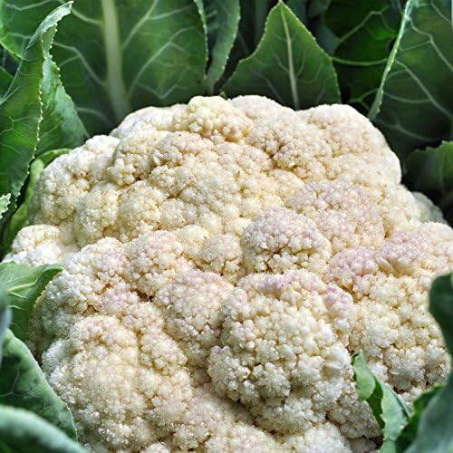 Mountain Valley Seed Co Self Blanche Cauliflower Seed 1 Lb ~112,000 Seeds by MountainValleySeedCompany