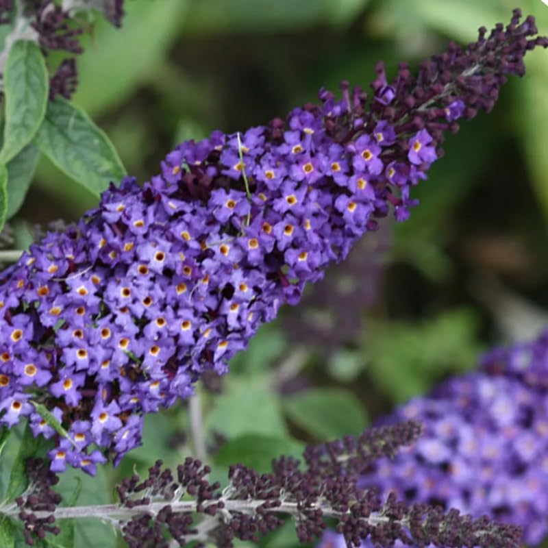 Blue Purple Buddleia Butterfly Bush Live Plant, 5-10 Inch Tall - Image 4