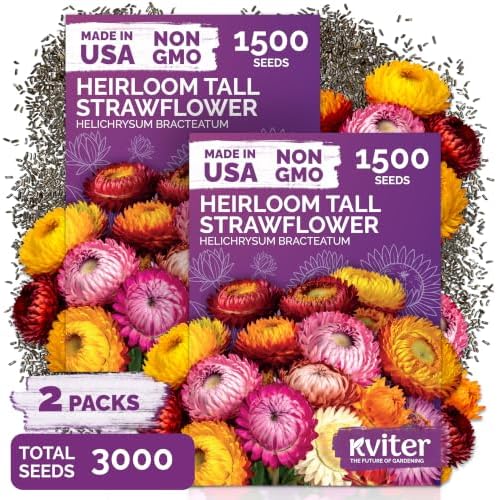3,000 Tall Mix Strawflower Flower Seeds, Xerochrysum/Helichrysum Bracteatum by KVITER