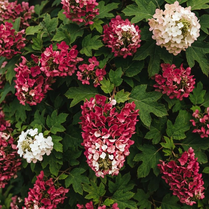 Ruby Slipper Oakleaf Hydrangea Live Plant, 6-10" Tall in a Quart Pot, Hydrangea Plant Live, Low Maintenance, Cold Hardy Perennial Flowering Shrub for Garden Beds & Outdoor Landscaping - Image 3