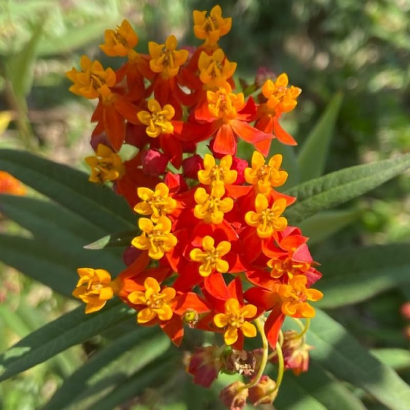 Set 2 Tropical Butterfly Milkweed Plants, 4-8" Tall Live Milkweed Plants - Image 4