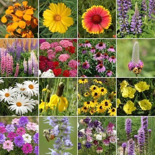 Ferry-Morse Perennial Bulk Wildflower Seeds, 200,000+, 1 lb - Image 2