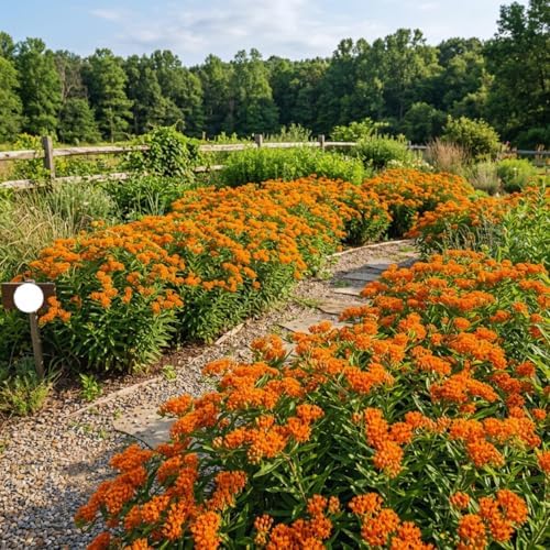 3 Orange Milkweed Live Plants, Milkweed Flower Plant, 5-7 Inc - Image 2