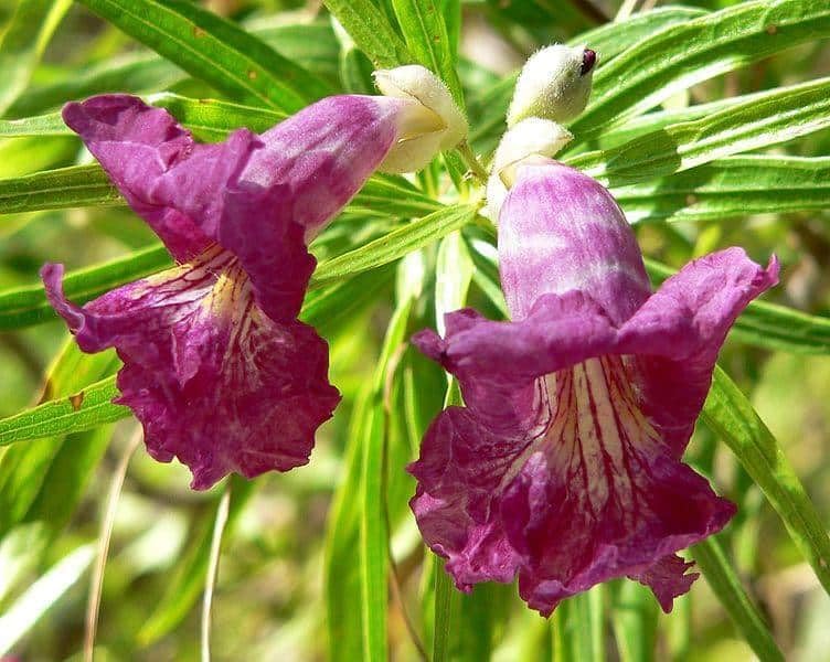 Desert Willow Seeds, Chilopsis Linearis, Showy Trumpet-Shaped Flowers, Fast-Growing Drought-Tolerant Shrub, 25 Seeds - Image 2