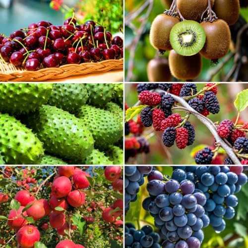 Mixed Fruits Seeds Pack for Planting, 430+pcs Grapes Apples Kiwis Jackfruit Mulberries Cherries Seeds, Non-GMO Heirloom Sweet Edible Juicy Fruits Flowers Plant in Your Home Garden by MIXRUGBACWATER