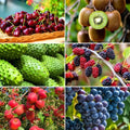 Mixed Fruits Seeds Pack for Planting, 430+pcs Grapes Apples Kiwis Jackfruit Mulberries Cherries Seeds, Non-GMO Heirloom Sweet Edible Juicy Fruits Flowers Plant in Your Home Garden by MIXRUGBACWATER