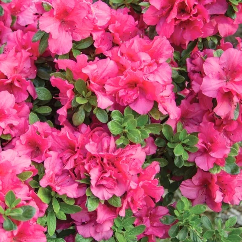 Pink Reblooming Azalea Live Plant, Cold Hardy Bush, 4 Inch Tall, 4 Inch Pot - Image 3
