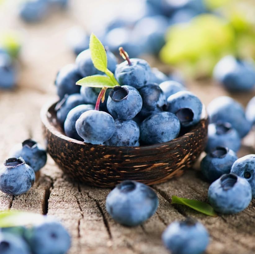 Legacy Blueberry Bush Live Plant Vibrant Blue Berries Blueberry Plant Live for Planting, 5-10 Inc Tall 4 Inc Pot - Image 4