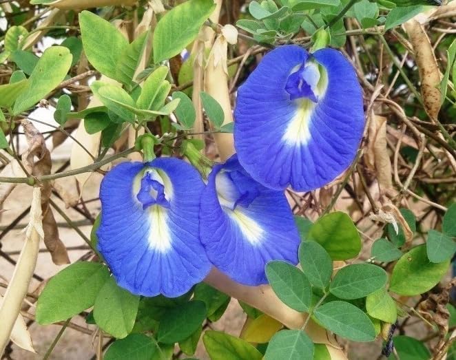 Live Blue Butterfly Pea Flower Plant Clitoria Ternatea Vine Tropical Vine Plant Climbing Butterfly Pea Tree 4 Inch Pot, No Ship CA - Image 7