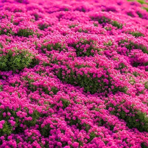 20000pcs Creeping Thyme Seeds for Planting Perennial Ground Cover Plants Heirloom Flowers Non-GMO Thymus Serpyllum Seed - Image 2