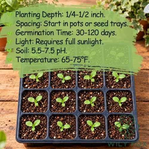 Maple Tree Seeds for Planting, Acer Species, Heirloom Non-GMO Ornamental Shade Tree Seeds, High Germination Deciduous Landscape Tree for Outdoor Gardens and Bonsai Projects, 50 Count - Image 5