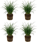 4 Mondo Grass Plants Live, 4-8" Tall, Non GMO Ornamental Grass Live Plant, Drought Tolerent, High-Density Ground Cover for Shaded Backyard & Patio Pathway by GINGERGLOW