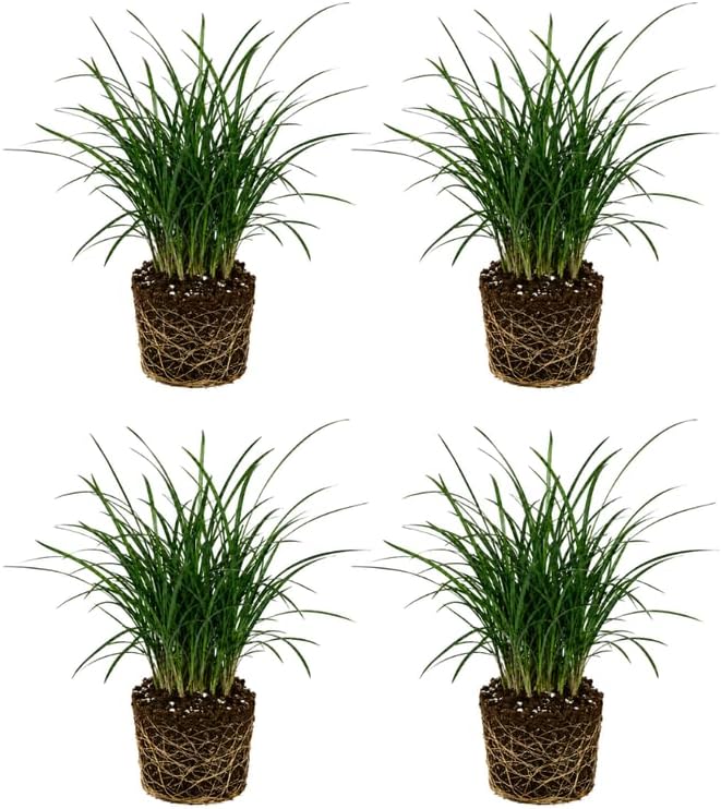 4 Mondo Grass Plants Live, 4-8" Tall, Non GMO Ornamental Grass Live Plant, Drought Tolerent, High-Density Ground Cover for Shaded Backyard & Patio Pathway by GINGERGLOW