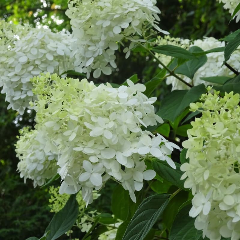 Green Hydrangea Live Plant, Perennial Flowering Bush, 4-7'' Tall, 2.5'' Pot - Image 7