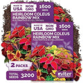 3,200 Rainbow Coleus Mix Seeds for Planting, Plectranthus Scutellarioides by KVITER