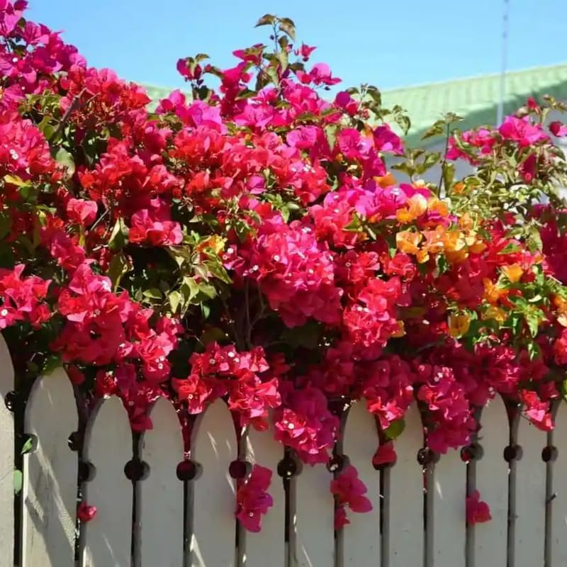 3 Pink Magenta Bougainvillea Plants Live, Tropical Climbing Vine, 4-8" Tall - Image 5