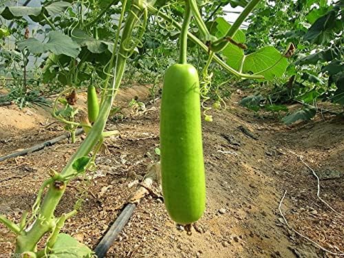 Gaea's Blessing Seeds - Bottle Gourd Seeds - Opo Squash - Non-GMO Seeds with Easy to Follow Planting Instructions - NAM Tao Yao Heirloom 94% Germination Rate - Image 4