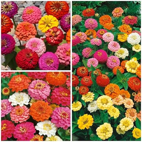 Seed Needs Thumbelina Zinnia Seeds to Plant Cut Flowers - 5 Packs - Image 3