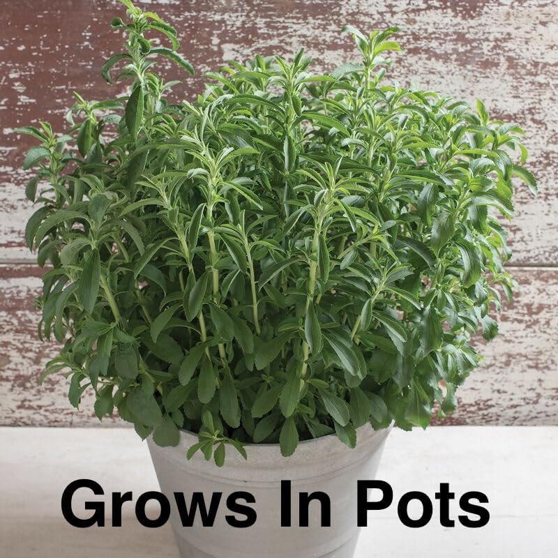 Stevia Sugar Leaf - 2 x 2 inch Bags - Image 7
