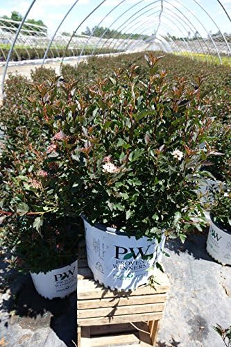 Proven Winners - Physocarpus op. Tiny Wine (Ninebark) Shrub, dark foliage/ dwarf , #3 - Size Container - Image 4
