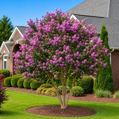 Lavender Muskogee Crape Myrtle Tree - 12-18" Tall - Gallon Pot - Image 6