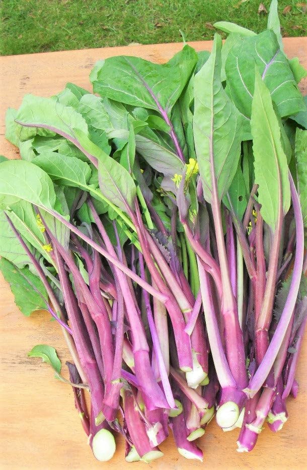 Hon Tsai Tai Purple Yu Choy Sum Seeds - 500+ Count & 5000+ Green Yu Choy Sum 70D - for 2026 Planting Hong Caitai Red Chinese Flowering Cabbage Moss Bok Choi Asian Vegetable - Image 4