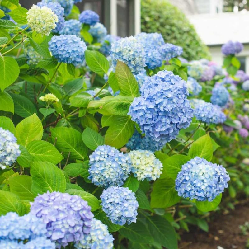 Blue Hydrangea Live Plant, Perennial Flowering Bush, 4-7'' Tall, 2.5'' Pot - Image 7