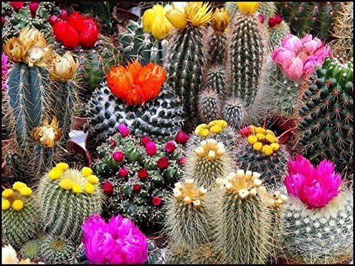 Cactus Variety Mix Seeds for Planting – Mixed Cactaceae Species - Image 6