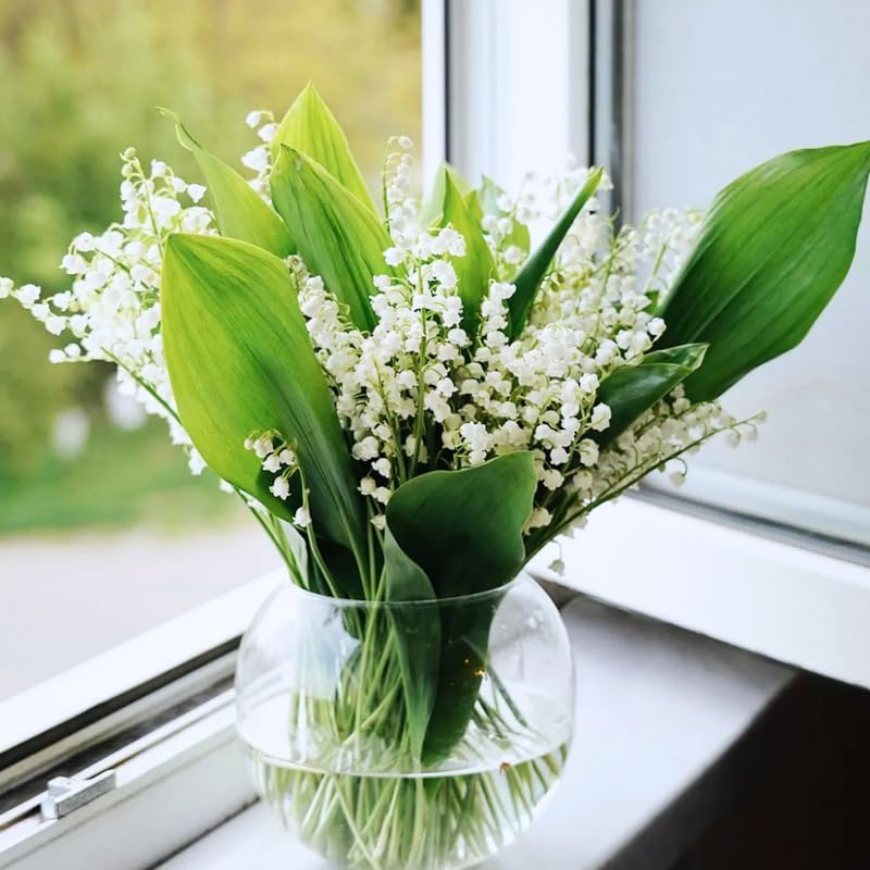 10 Lily of The Valley Roots, Shade Garden Flower Bulbs - Image 4