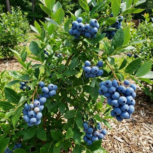 Bright Blueberry Live Plant, Sweet Berry Bush, 1-2 Ft Tall, Gallon Pot - Image 5