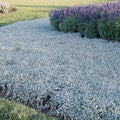 Outsidepride Perennial Dichondra Silver Falls Seed - 15 Pcs Heat & Drought-Tolerant, Low-Maintenance Ground Cover Seeds for Planting, Ideal for Container Plant, Erosion Control, & Silver Foliage by Outsidepride